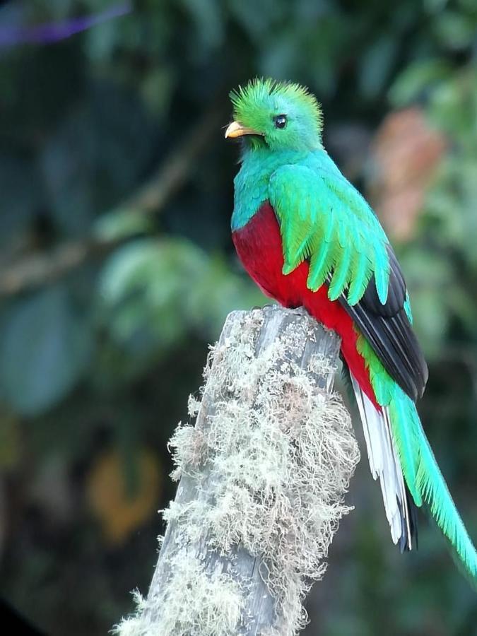 Cabinas El Quetzal San Gerardo de Dota Eksteriør bilde